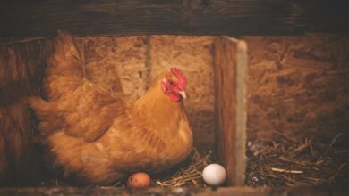 padovana chicken egg information