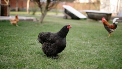 unique padovana chicken breed