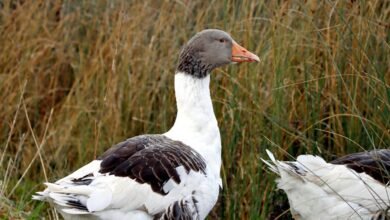 behavioral score data analysis