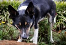 data aggregation and analysis