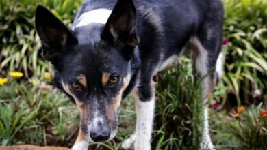 data aggregation and analysis